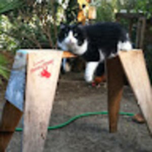 Meet your Posher, Tracy